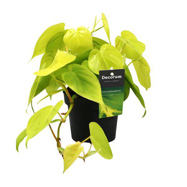 Baumfreund - Philodendron Lime - Zimmerpflanze - Ø12cm - ↕20cm