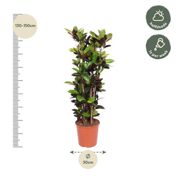 Wunderstrauch – Codiaeum Iceton Croton Iceton – Zimmerpflanze ca. 140cm Höhe – Ø27cm Topf – farbenfrohe Blattschmuckpflanze für Innenräume