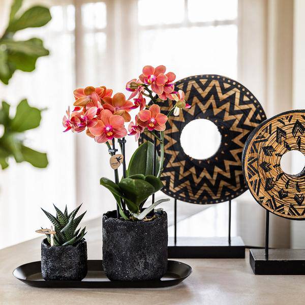 Phalaenopsis Orchidee Orange Bolzano mit Sukkulente – Pflanzenset mit Keramiktöpfen im Moon-Design auf schwarzem Tablett – Zimmerpflanzen Deko Set