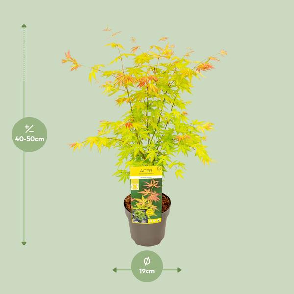 Fächer-Ahorn - Acer palmatum Orangedream - Ø19cm - ↕50cm