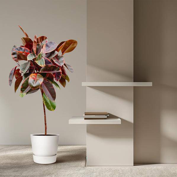 Gummibaum - Ficus Elastica Belize – auf Stiel – Zimmerpflanze – ca. 130 cm hoch – Ø24 cm – Buntes Laub – Pflegeleicht & Luftreinigend