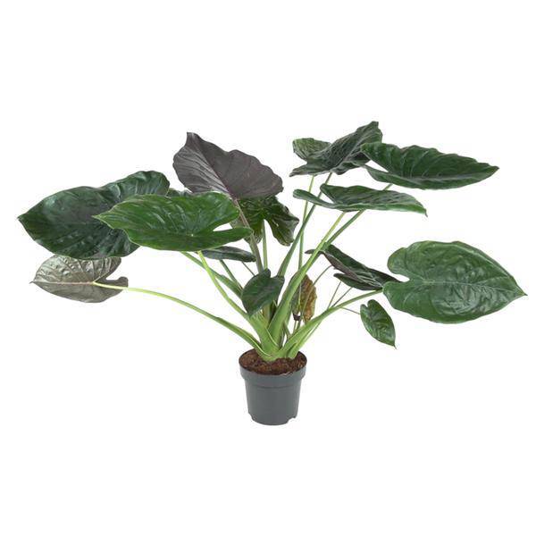 Elefantenohr - Alocasia Wentii - Zimmerpflanze - 120cm - ø32cm