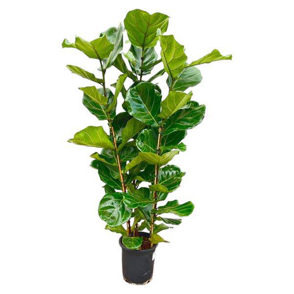 Feigenbaum - Ficus Lyrata Strauch - Zimmerpflanze - 165 cm - Ø30cm