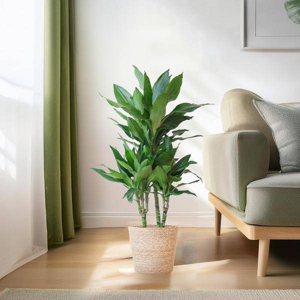 Dracaena Janet Lind 95cm – Drachenbaum Zimmerpflanze Ø21cm – pflegeleichte grüne Pflanze mit luftreinigender Wirkung – inkl. handgeflochtenem Seegras-Korb Sofia Natur