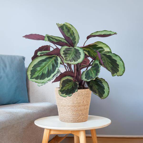Calathea Medaillon 65cm – Korbmarante Zimmerpflanze Ø21cm – dekorative tropische Pflanze mit einzigartigen Blättern im Seegras Korb Sofia Natur – luftreinigende pflegeleichte Zimmerpflanze