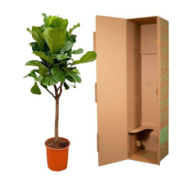 Geigen-Feige – Ficus Lyrata – Zimmerpflanze 180cm – Ø30cm – Trendige Designpflanze mit großen geigenförmigen Blättern – Exklusive Kübelpflanze für Wohnzimmer, Büro & Wintergarten – Pflegeleicht