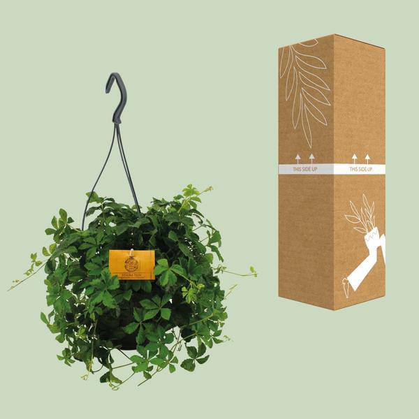 Parthenocissus Striatha – Hängender Efeu – Ø15cm ↕25cm – Immergrün – Pflegeleicht – Zimmer- & Balkonpflanze – Halbschatten