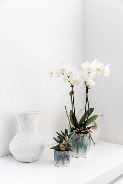 weiße Phalaenopsis Orchidee - Amabilis + Sky Topf - Topfgröße Ø9cm - 40cm hoch - Zimmerpflanze