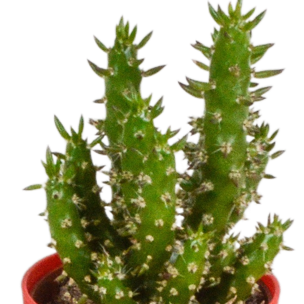 Kaktus - Mix - 5,5 cm - 5 Stück - Zimmerpflanze - im Topf mit Klee