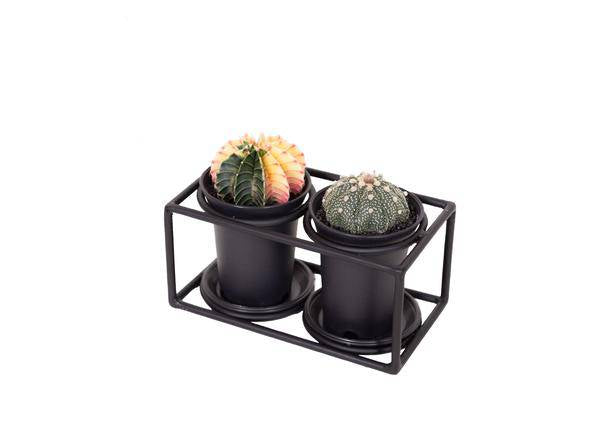 Kaktus Duo im Designrahmen - Ø17cm - ↕12cm – Pflegeleichte Zimmerpflanzen im minimalistischen Rahmen - Modernes Deko-Highlight