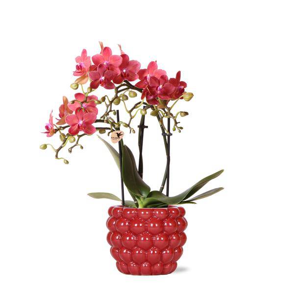Phalaenopsis Orchidee Rot - Kongo + Beeren-Ziertopf - Topfgröße Ø9cm - 40cm - blühende Zimmerpflanze