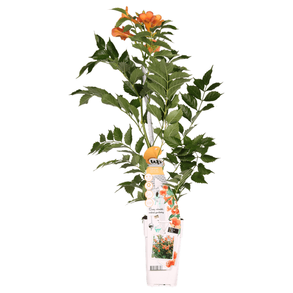 Trompetenblume Orange - Campsis Indian Summer - Ø15cm - ↕65cm