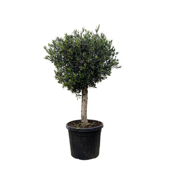 Olivenbaum - Olea Europaea Lorc - 180cm - Ø50cm