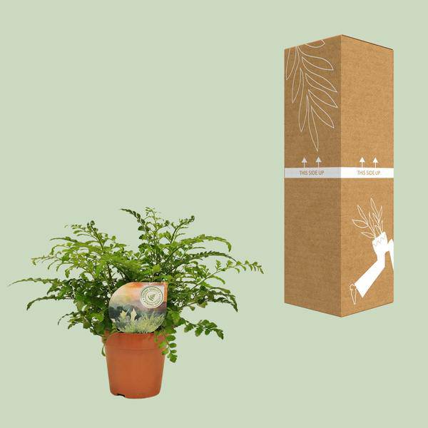 Nestfarn - Asplenium Parvati - Zimmerpflanze - Ø12cm - ↕35cm