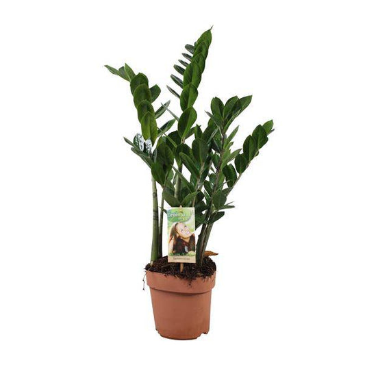 Glücksfeder - Zamioculcas Zamiifolia - Zimmerpflanze - Ø17cm - ↕70cm