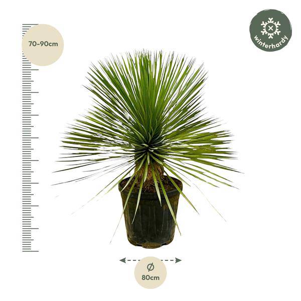Palmlilie - Yucca Rostrata auf Stiel - ↕70 cm - Ø30cm - Exotische Zimmer- & Terrassenpflanze – Pflegeleicht & robust