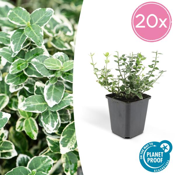 Kletter-Spindelstrauch - Euonymus 'Emerald 'n Gaity' - ↕10-25cm - Ø9cm - 20 Stück