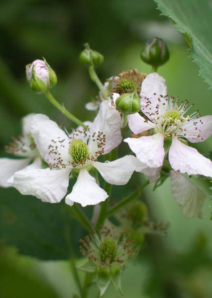 Dornenlose Brombeere - Rubus fruticosus 'Dornenlos Immergrün' - Ø13cm - ↕45cm