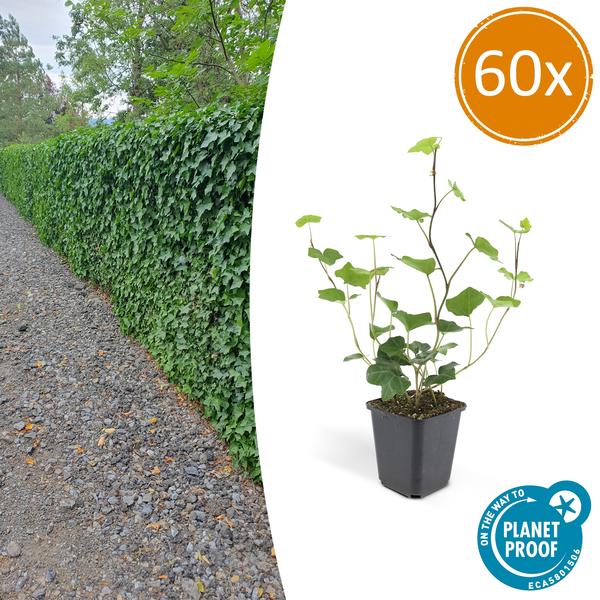 Hedera Hibernica – Großblättriger Irischer Efeu – Ø9cm – ↕10-25cm – 60 Pflanzen – Kletterpflanze & Bodendecker