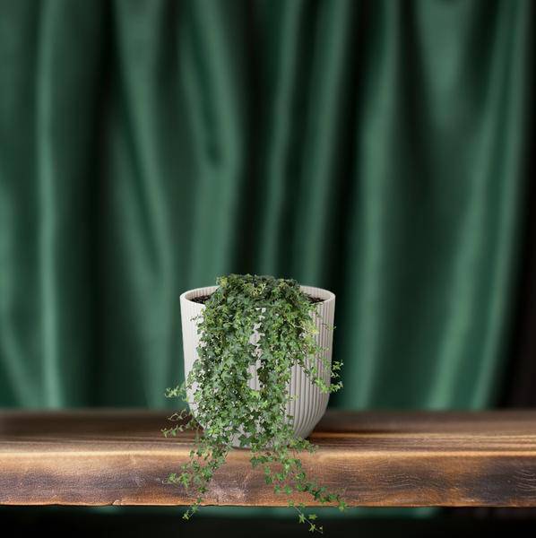 Hedera Helix Pitsburg – Efeu Hängepflanze – Zimmerpflanze Ø24cm – ca. 70cm Länge – Luftreinigende Kletterpflanze für drinnen