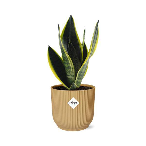 Bogenhanf - Sansevieria Futura Superba - Zimmerpflanze + Topf Vibes Falten 14cm Gelb
