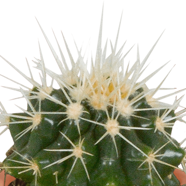 Kakteen und Sukkulenten Mix - 5,5 cm - 15 Stück