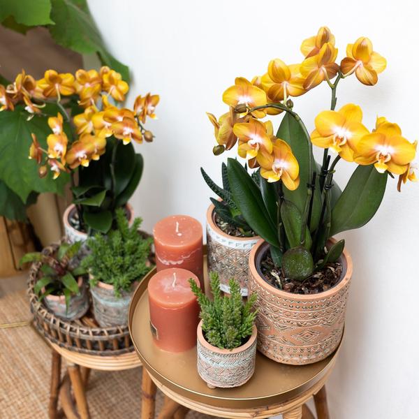 Orange-goldene Phalaenopsis-Orchidee - Jewel Las Vegas - Topfgröße Ø12cm - blühende Topfpflanze