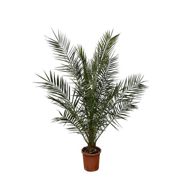Kanarische Dattelpalme - Phoenix Canariensis - 180cm- Ø25cm
