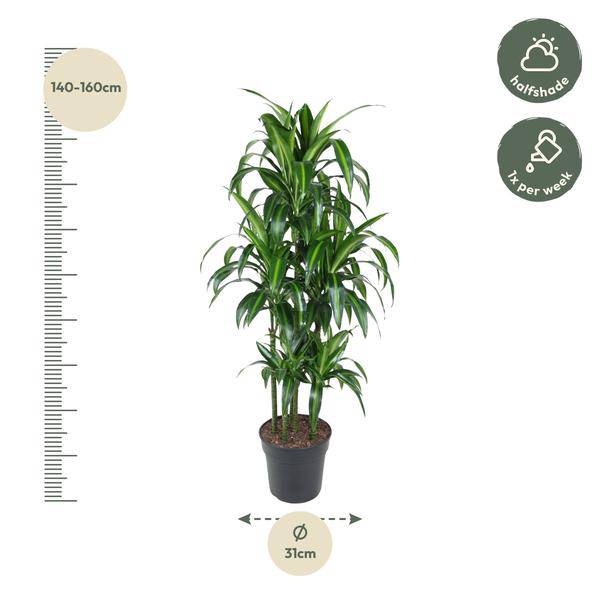 Drachenbaum - Dracaena Hawaiiana Karussell - Zimmerpflanze - 150cm - ø31cm