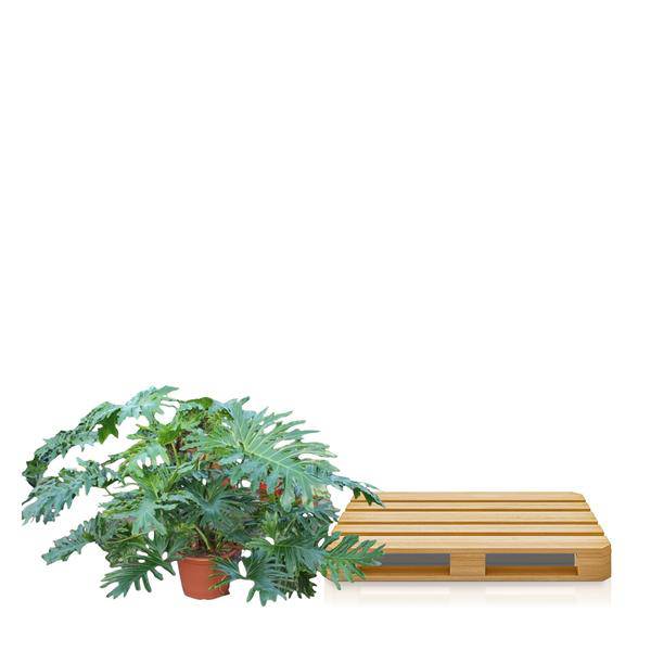 Baumfreund - Philodendron Bipinnatifidum Cum Laude - Zimmerpflanze - 160cm - ø55cm