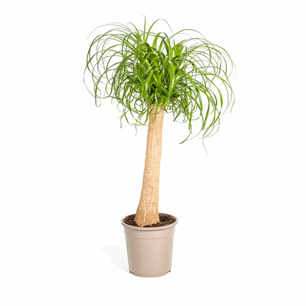 Beaucarnea Recurvata – Elefantenfuß – Ø24cm – ↕80-100cm – Pflegeleichte Zimmerpflanze mit markantem Stamm & eleganten Blättern – Trockenheitsresistent