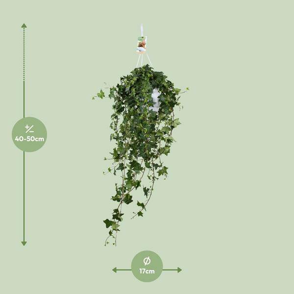 Hedera Helix Pitsburg – Efeu Hängepflanze – Zimmerpflanze – Ø17cm – ca. 45cm hoch – pflegeleichte Grünpflanze für Zuhause und Büro