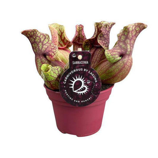 Schlauchpflanze Sarracenia Venosa – Kannenpflanze – Zimmerpflanze – Ø12cm Topf – ca. 20cm – Pflegeleicht & Exotisch