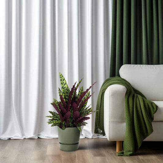 Korbmarante Calathea Lancifolia – Zimmerpflanze – Ø27cm – ↕70cm – Tropische Zimmerpflanze mit exotischem, schlangenähnlichem Blattmuster – Für Halbschatten & indirektes Licht