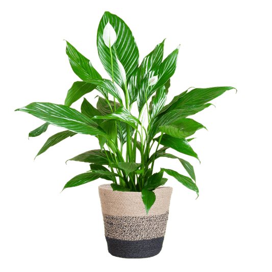 Scheidenblatt – Spathiphyllum – ↕80 cm – Ø21 cm-Topf + Schwarzer Korb „Lissabon“ – Luftreinigende Zimmerpflanze mit weißen Blüten – Pflegeleicht