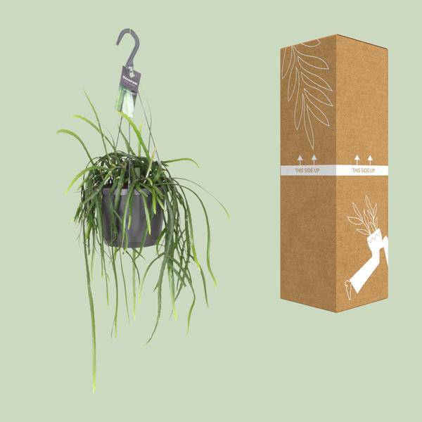 Blattkaktus - Lepisium Bolivianum - Zimmerpflanze - Ø17cm - ↕40cm