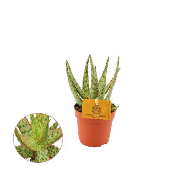 Aloe Hybrid – Sukkulente – Zimmerpflanze – Ø10,5cm – Höhe ca. 15cm – pflegeleichte Pflanze für Wohnung, Balkon & Garten
