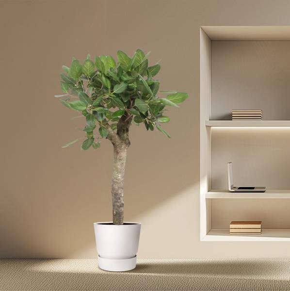 Banyan-Feige - Ficus Benghalensis - 150cm - ø34cm