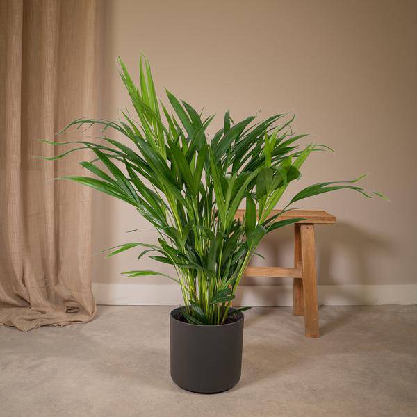 Goldfruchtpalme – Dypsis Lutescens – Areca Palme – Zimmerpflanze – Ø17cm ↕60cm – Luftreinigend – Tropisches Flair – Pflegeleicht – Halbschatten