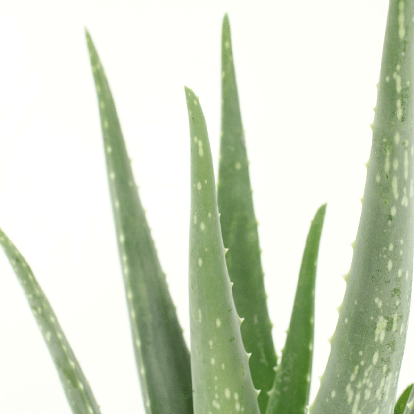 Sukkulente - Aloe Vera - 40cm - ø12cm - Zimmerpflanze - 2 Stück
