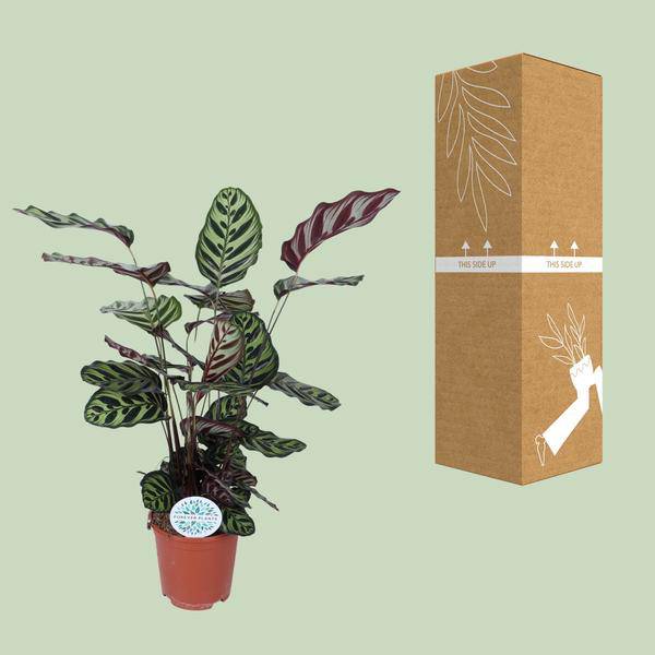 Pfauen-Korbmaranthe (Calathea Makoyana) – Zimmerpflanze im Ø21cm Topf – ca. 70cm hoch – Pflegeleichte, dekorative Zimmerpflanze mit auffälligem Blattmuster