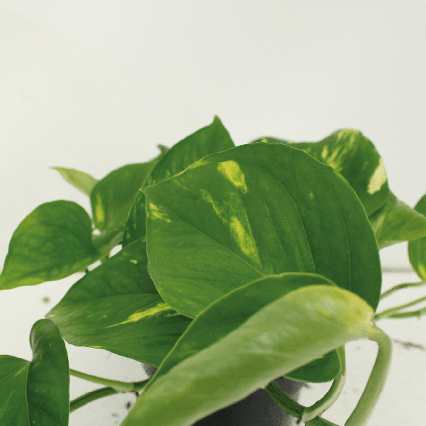 Efeutute - Epipremnum Aureum Scindapsus - Zimmerpflanze - 25cm - ø15cm - 2 Stück