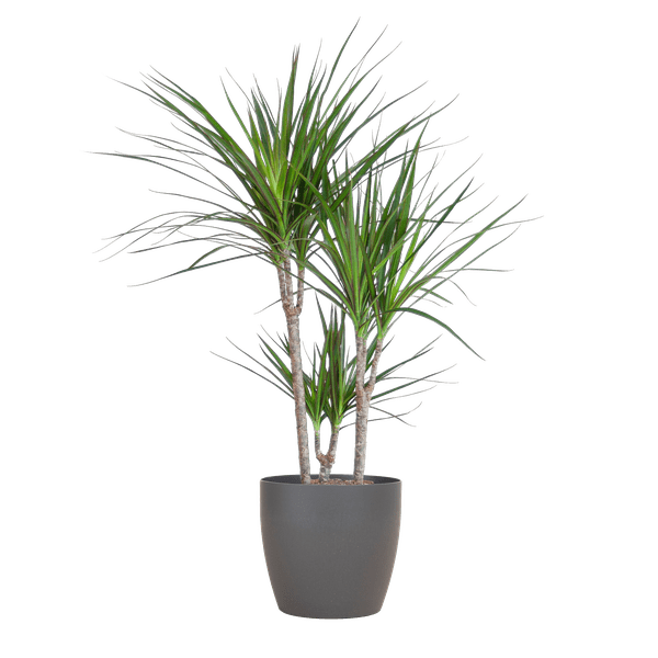 Drachenbaum – Dracaena Marginata – ↕95 cm – Ø21 cm-Topf + Design-Topf „Viber“ Grau – Pflegeleichte Zimmerpflanze – Luftreinigend & dekorativ