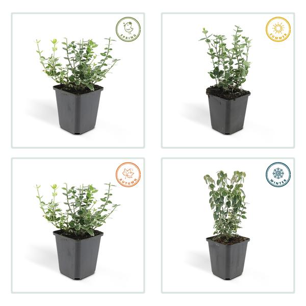 Kletter-Spindelstrauch - Euonymus 'Emerald 'n Gaity' - ↕10-25cm - Ø9cm - 20 Stück