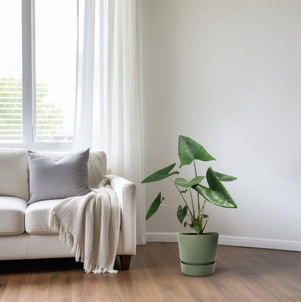 Tiger-Pfeilblatt - Alocasia Zebrina - Zimmerpflanze - Ø21cm - ↕80cm