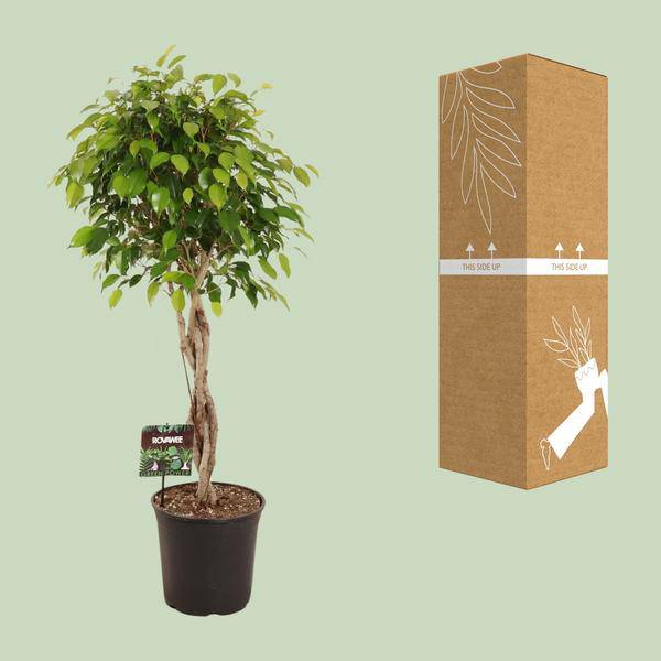 Birkenfeige - Ficus Benjamina Exotica - Zimmerpflanze - Ø27cm - ↕120cm