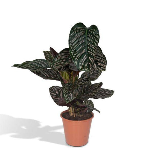 Calathea Ornata – Korbmarante – Zimmerpflanze – Ø19cm x ↕75cm – Dunkelgrüne Blätter mit rosa Streifen – Tropische Pflanze für Wohnräume – Luftreinigend & pflegeleicht