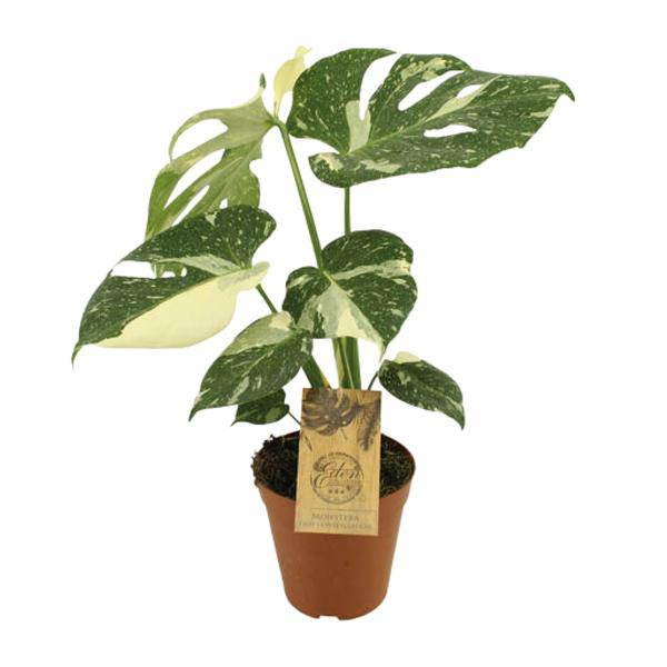 Fensterblatt - Monstera deliciosa 'Thai Constellation' - Zimmerpflanze - Ø15cm - ↕50cm