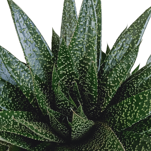 Gasterie - Gasteria 'd Due - Zimmerpflanze - Sukkulente - 17cm
