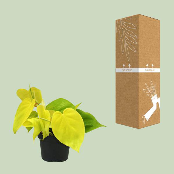 Baumfreund - Philodendron Lime - Zimmerpflanze - Ø12cm - ↕20cm